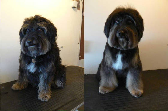 mollybeforeandafter.jpg