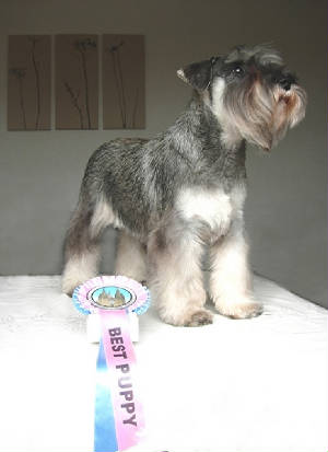 schnauzer1.jpg